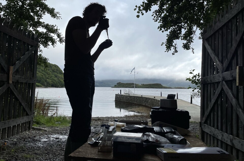 A new PCR test for Bonamia ostreae, a parasite that can devastate European flat oyster populations, can be carried out in the field, saving time and money.