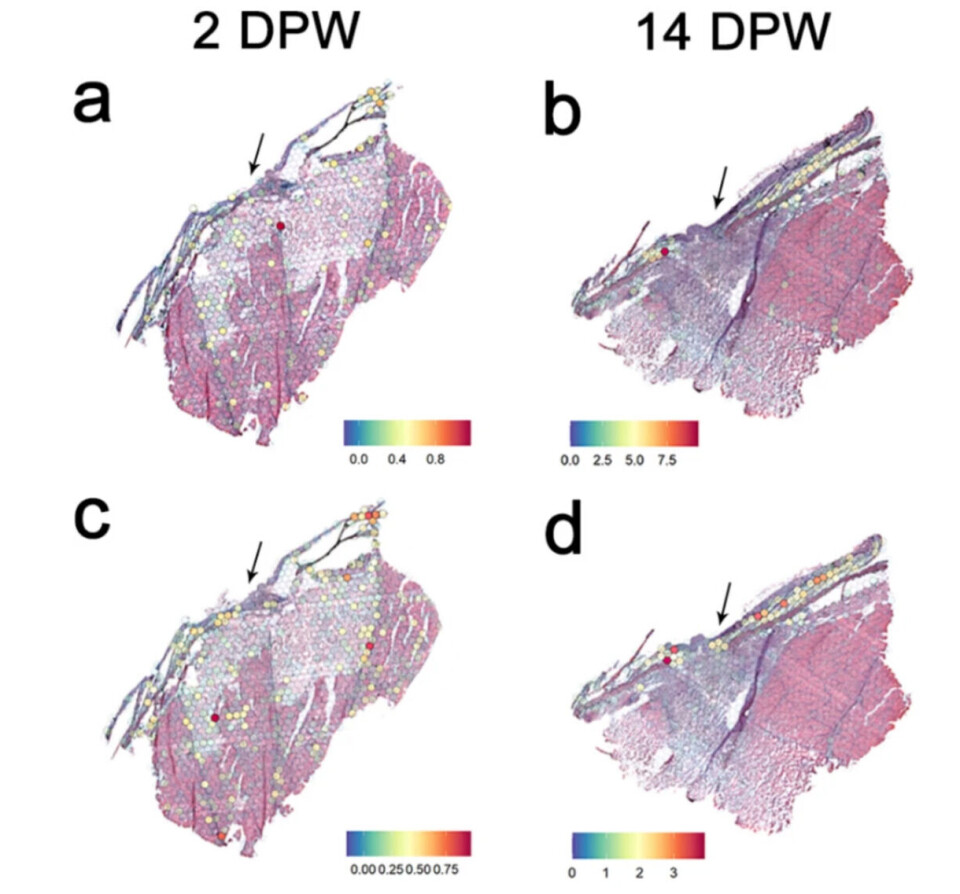 Part of series of images in the academic paper that chart the transcriptomic activity of different putative MSC-associated subclusters (10x Visium Spatial Transcriptomic slides).