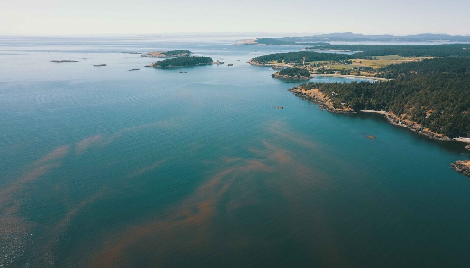 Standardised monitoring of harmful algal blooms will inform early warning systems