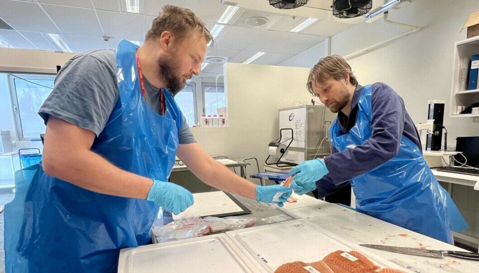 Petter Kirkhus and Johan Nordskar take muscle and bone samples from salmon that have been fed grass protein for further chemical analysis in Nofima's fish hall at Ås.