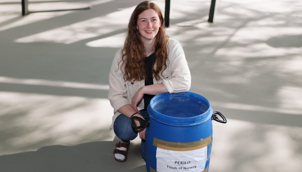 PhD candidate Marte Røsvik with a barrel containing pekilo.