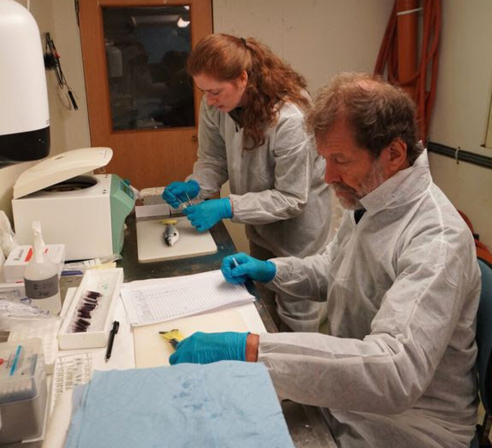 Marte Røsvik and Professor Henning Sørum take blood samples from fish and mucus samples from fish skin.