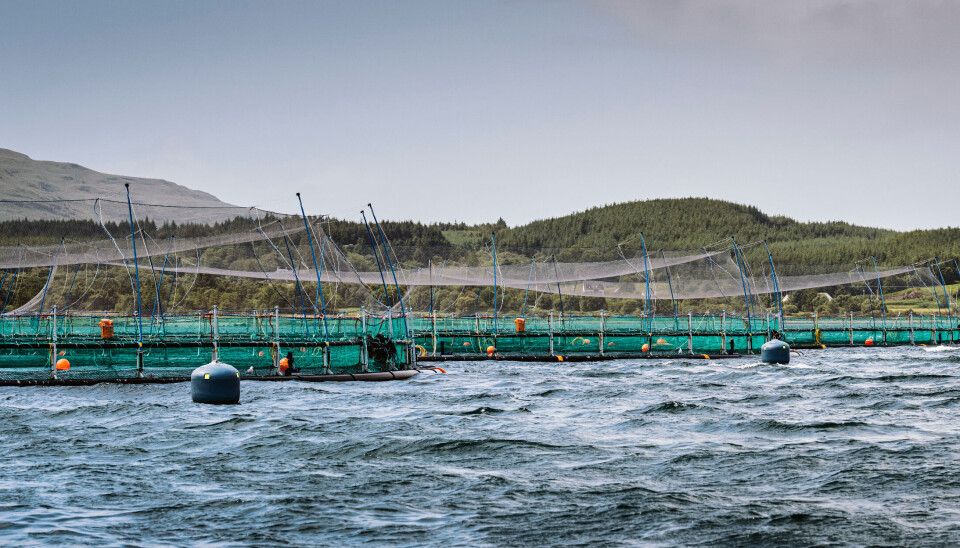 A new netting arrangement at Scottish Sea Farms' Scallastle site has prevented seals from clmbing on to hand rails and biting a hole in bird netting to enter the pen.
