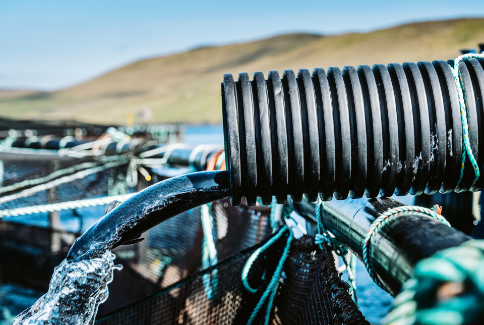 A salmon is returned to a pen through the pipe after a health check carried out on a workboat.
