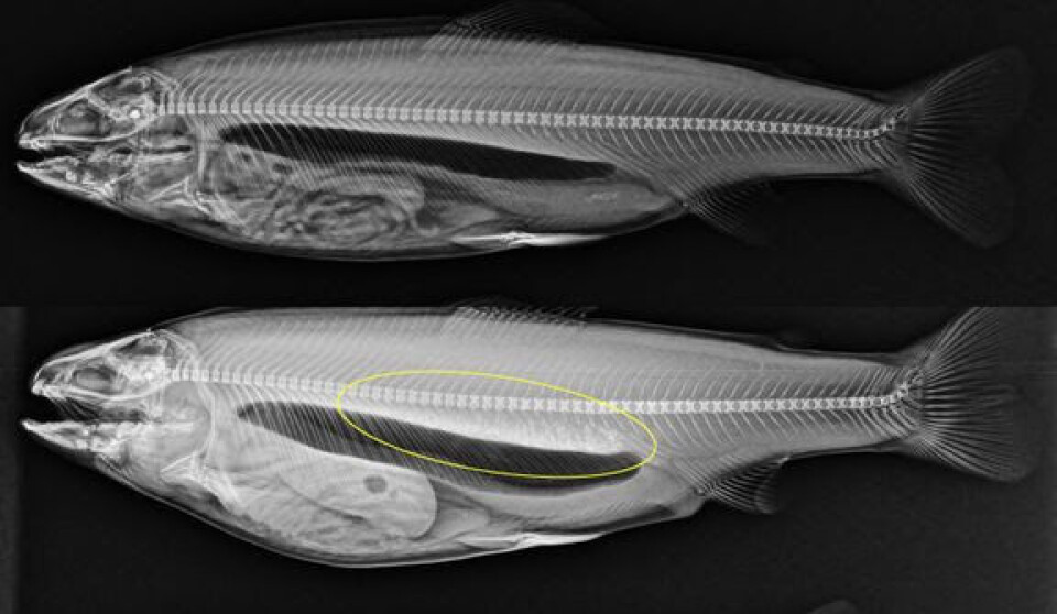 X-ray image of rainbow trout without kidney stones (top) and with severe kidney stones (bottom).