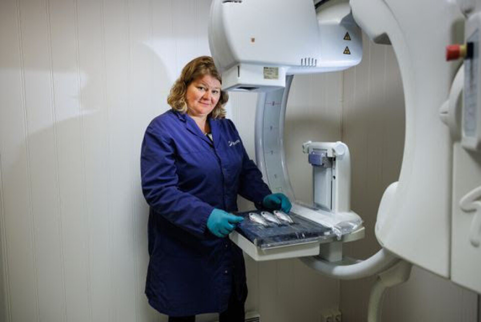 In addition to diagnosing salmon in Nofima's X-ray laboratory at Sunndalsøra, Kirsti Hjelde can also carry out the work in the field.