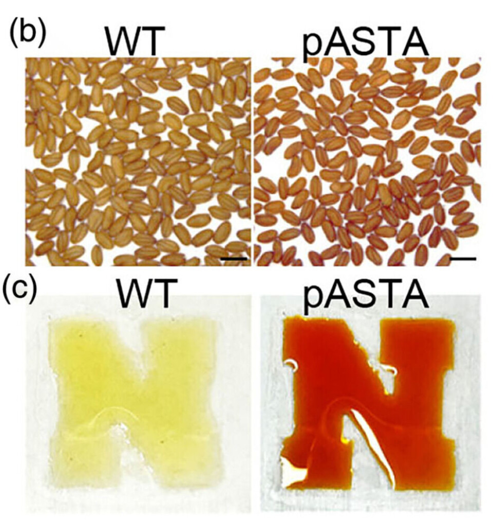 Seeds and oil derived from wild-type camelina, left, and the genetically modified pASTA strain, right. The pASTA seeds and oil are noticably redder due to the ketocarotenoid content.