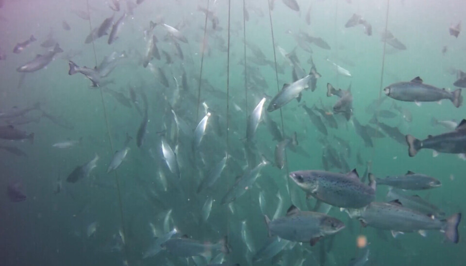 The measurements were carried out at two fish farms, both locations with good results regardless of configuration.