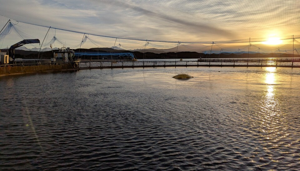 The pen used for measurements and documentation of both water movement and environmental conditions for the fish, pictured here in the evening sun.