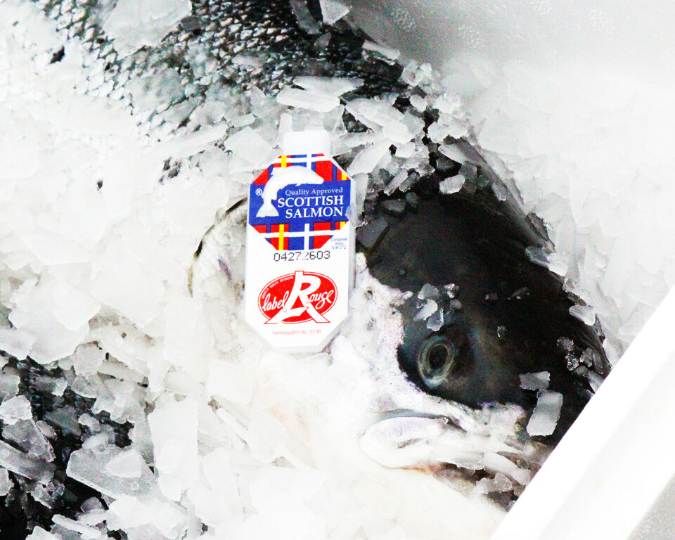 Label Rouge Scottish salmon in a box. The Scottish Government and Salmon Scotland are each paying half the cost of a £100,000 marketing initiative to maintain and increase sales of the product in Europe.