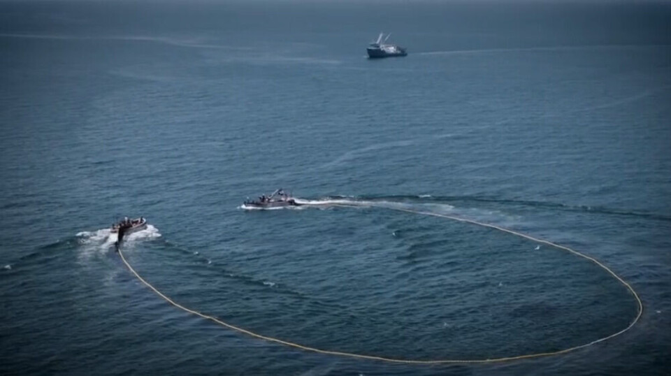 Fishing for menhaden using a purse seine net.