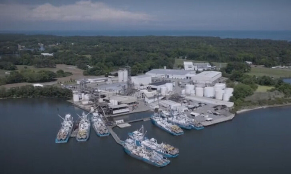 Menhaden boats at Reedville, Virginia, which is home to both fishing company Ocean Harvesters and Cooke-owned Omega Protein.