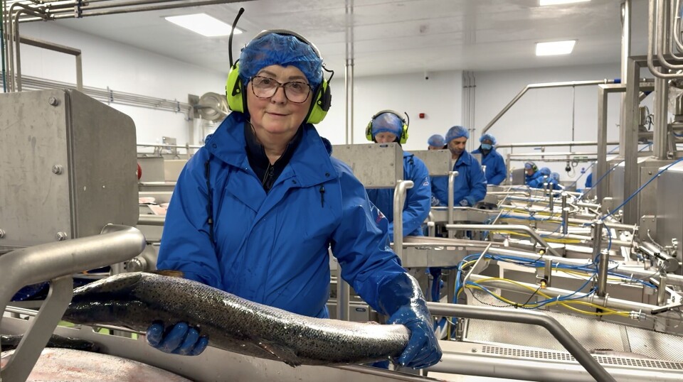 Work taking place at Mowi Scotland's recently upgraded Blar Mhor primary processing plant at Fort William. Mowi Scotland harvested 24,000 gwt of Atmatic salmon in Q2 2025.