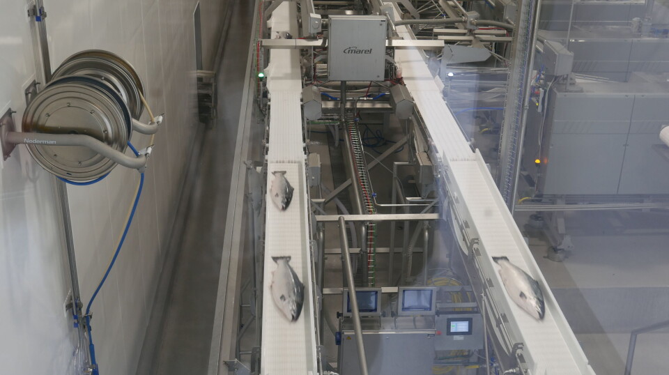 A modern fish slaughter and processing facility.