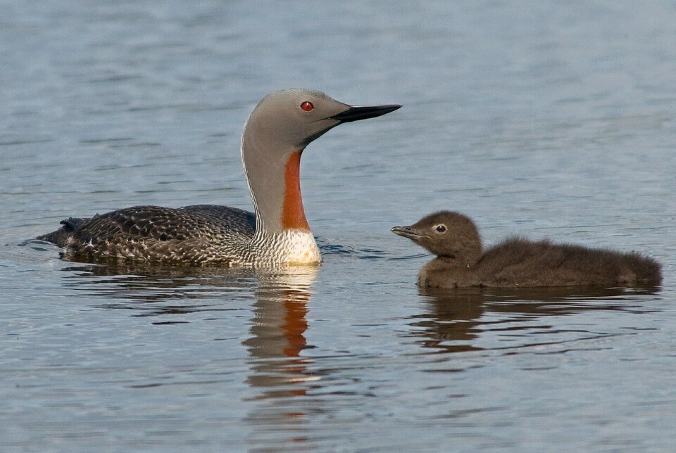 An adult red-throated diver with young swimming near to Ölfusá in Iceland.