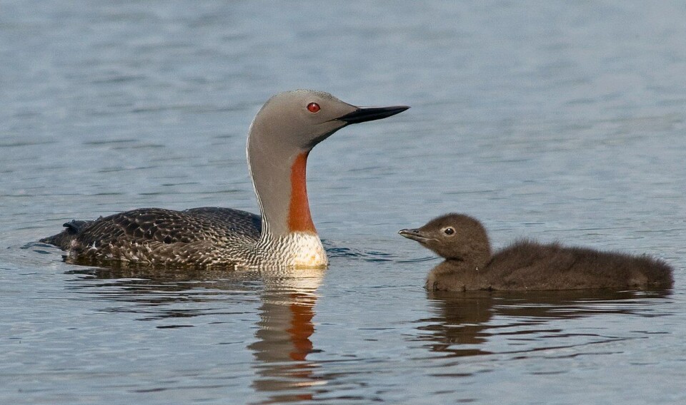 An adult red-throated diver with young swimming near to Ölfusá in Iceland.