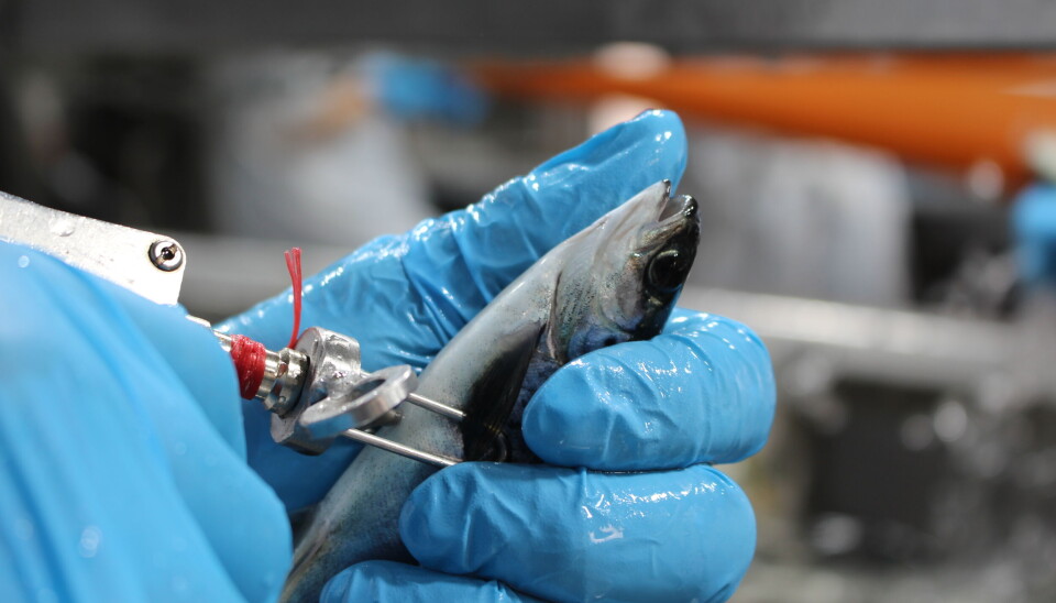 A new generation of adjuvants for salmon vaccines emerges Vacunas, inyección, vacuna