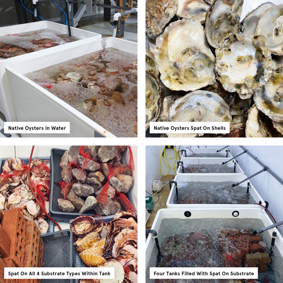 Native oyster spat on substrate and in tanks.