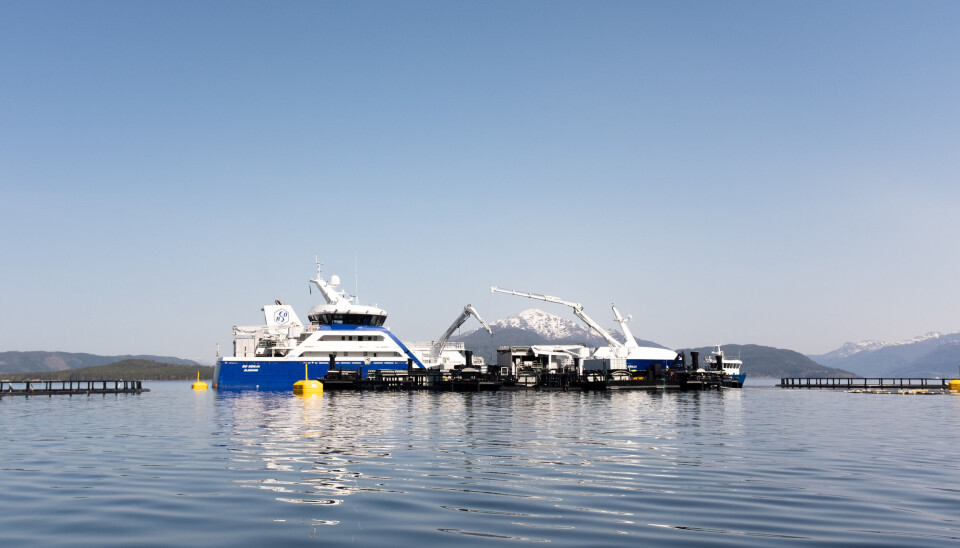 The wellboat Ronja Senj was in place to transfer fish to the Marine Donut.