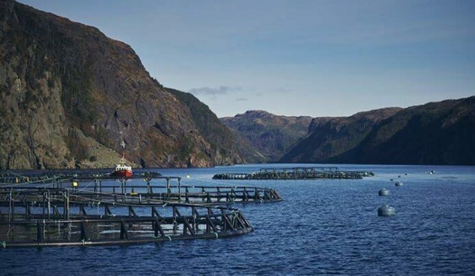 Increased water temperatures in association with decreased dissolved oxygen levels have been blamed for a die-off at Little Burdock Cove, Newfoundland.
