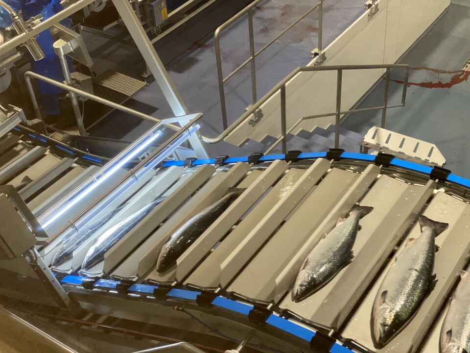 Speedfeeder with light barrier. This is a similar version of the system that will be delivered to Nova Sea's slaughterhouse in Lovund.