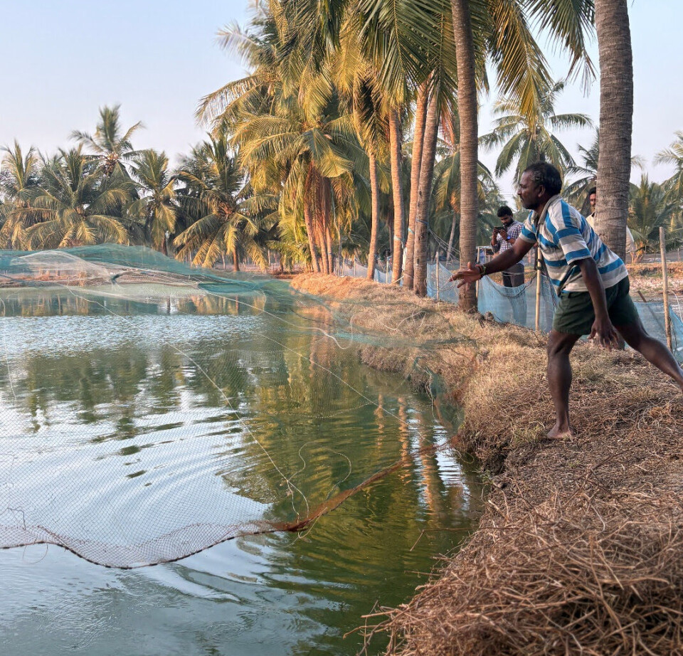 Shrimp farming in India. The country exports around 1 million tonnes a year, much of it produced in the south east coastal state of Andhra Pradesh.