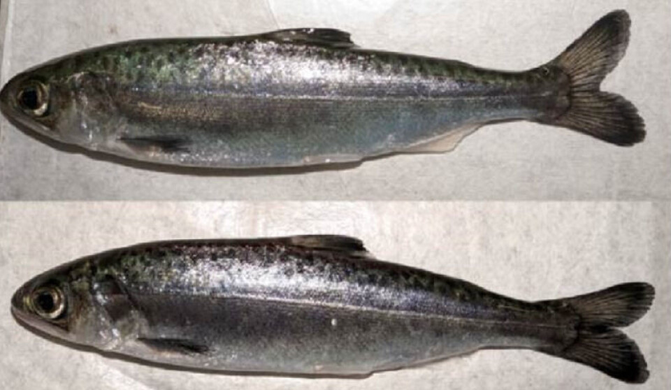 Chinook salmon, pictured, that cohabited for 25 days with Atlantic salmon that had been bath-exposed to an isolate of Tenacibaculum maritimum experienced no morbidity or mortality, despite successful culture of T. maritimum from skin swabs.