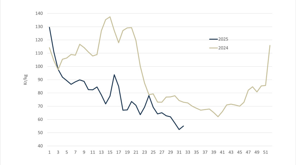 The spot price for Norwegian salmon in 2025 (blue line) and 2024 (grey-green linje).