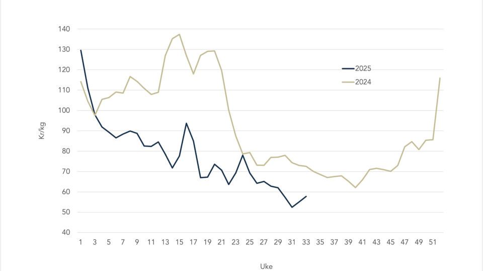 Spot price for Norwegian salmon in 2025 (blue line) and 2024 (grey line).