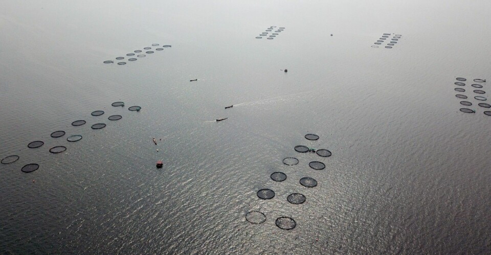 Tilapia farming in Ghana.
