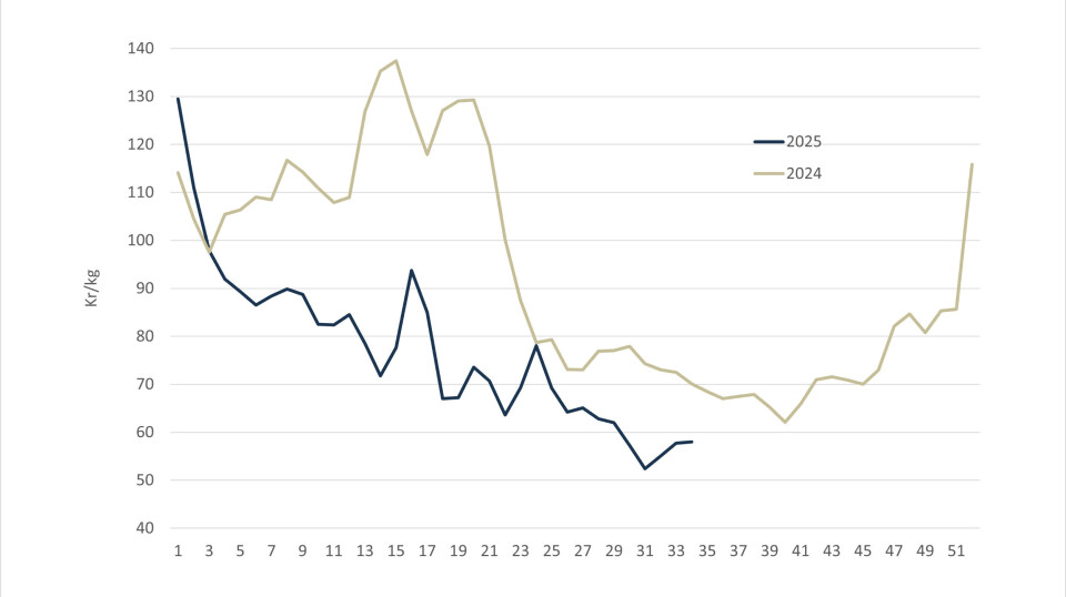 Spot price for Norwegian salmon in 2025 (blue line) versus 2024 (grey line).
