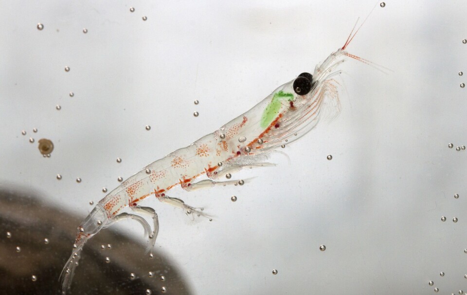 Krill are a source of high-quality protein, omega-3s, and essential nutrients.