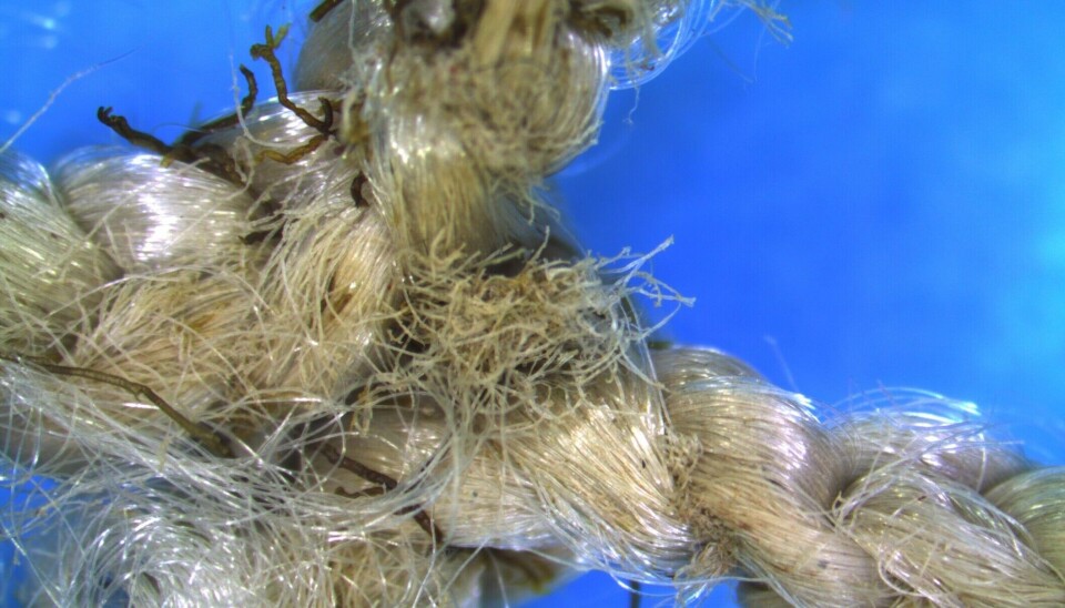 The researchers found that nylon nets subjected to regular high-pressure cleaning can release up to five times more microplastics than nets made from the plastic type polyethylene. The image shows netting exposed to wear and tear.