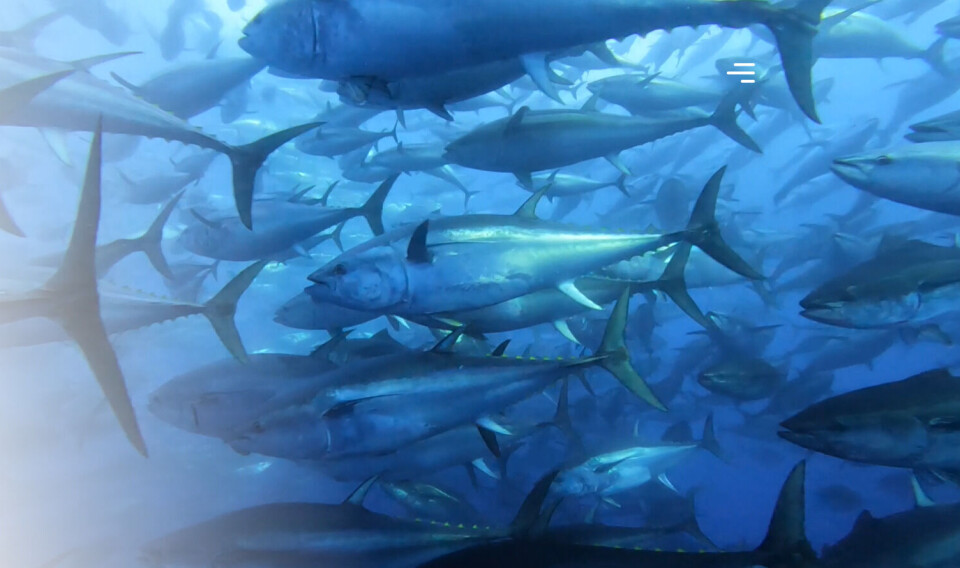 Pacific bluefin tuna in a Baja Aqua-Farms pen.
