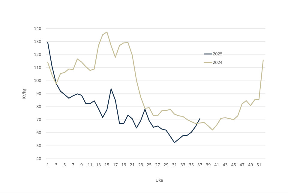 The spot price of Norwegian farmed salmon in 2025 (blue line), and 2024 (grey line).