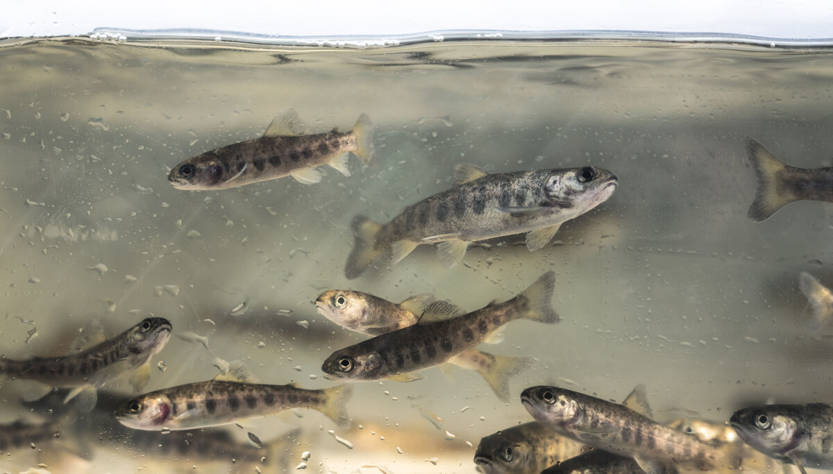 Wild Fish Capture Fish farmers give £230,000 to continue wild salmon conservation