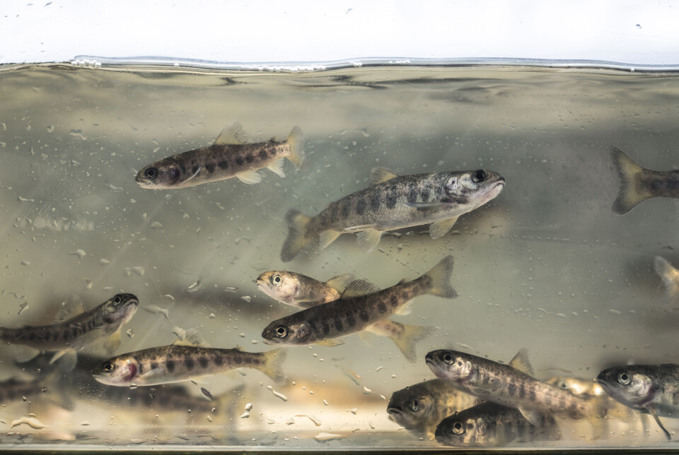 Late fry ready to be released into the River Carron.