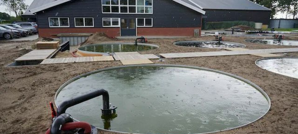 From pigs to salmon - Netherlands land-based venture is in the pink