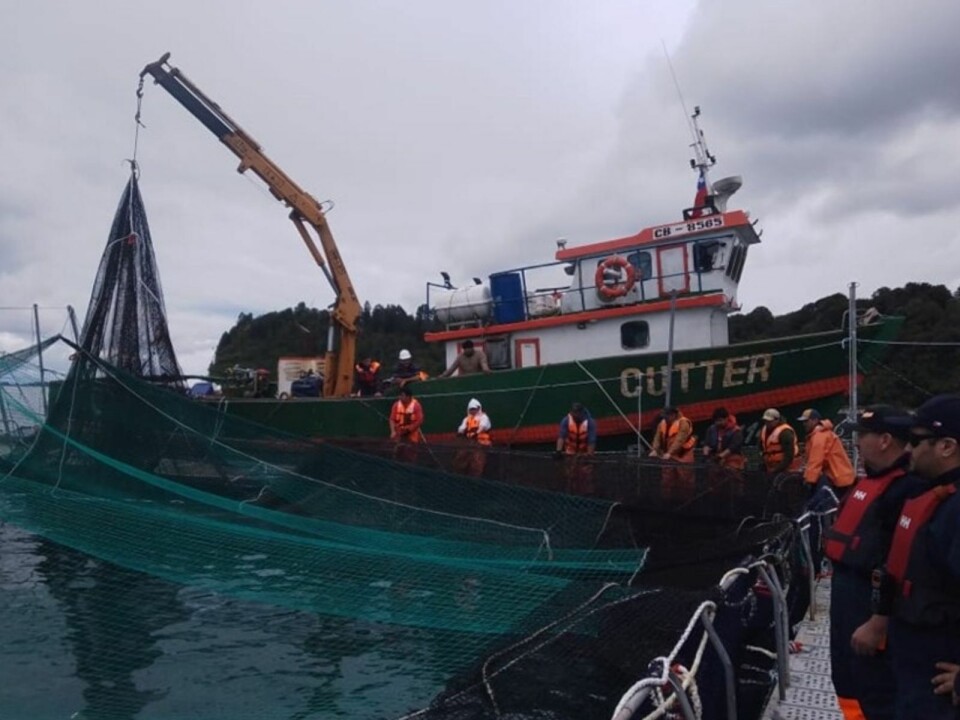 More than 42,000 salmon escape from coho farm in Chile