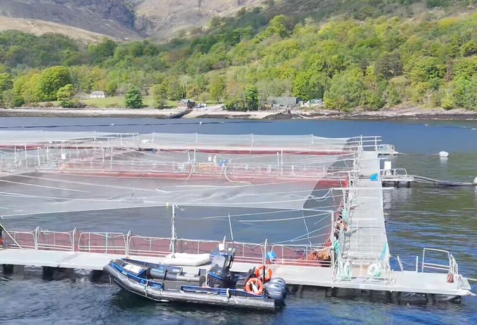 Pens at the Gorsten site earlier this year.