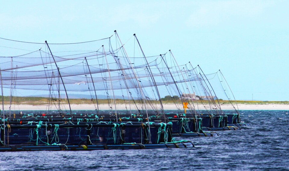 A Cooke Scotland salmon farm in Orkney. The company harvested more fish last year than in 2023 but made less profit due to lower prices.