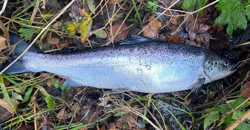 One of the suspected Mowi escapees caught in the River Lochy over the past few days.