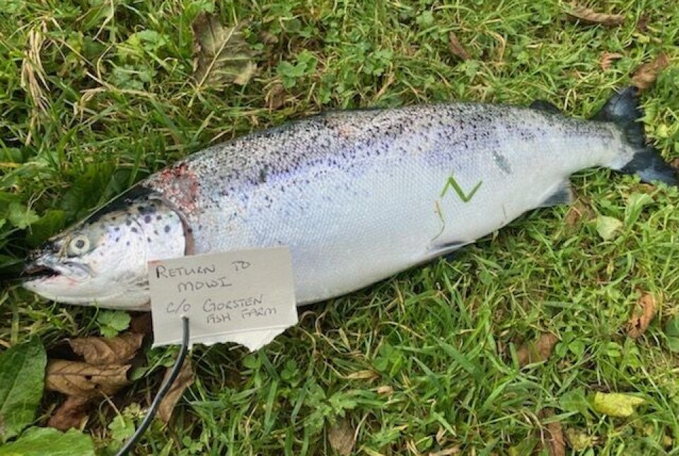 A suspected farmed salmon with a 'return to Mowi' note attached.