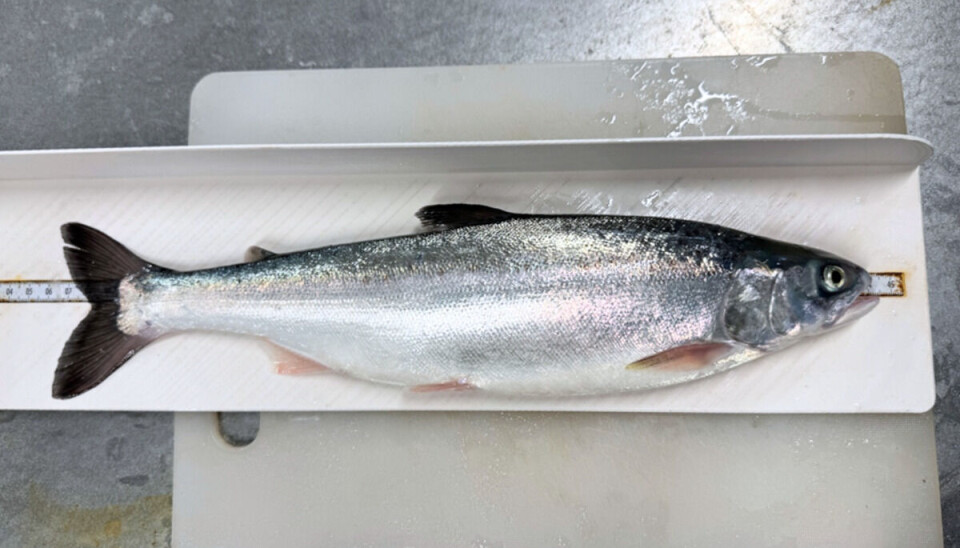 A humpback salmon hybrid. The offspring survived when the humpback salmon was the father and the Atlantic salmon was the mother.