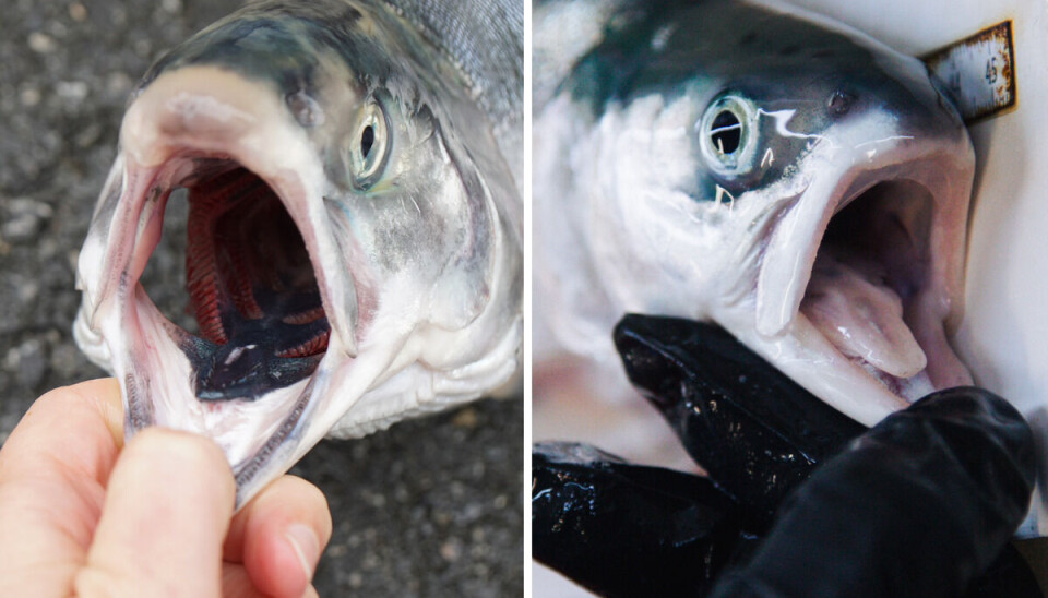 Humpback salmon, left, have a black tongue, which is a distinct characteristic of the species, while this hybrid, right, had a completely white tongue.