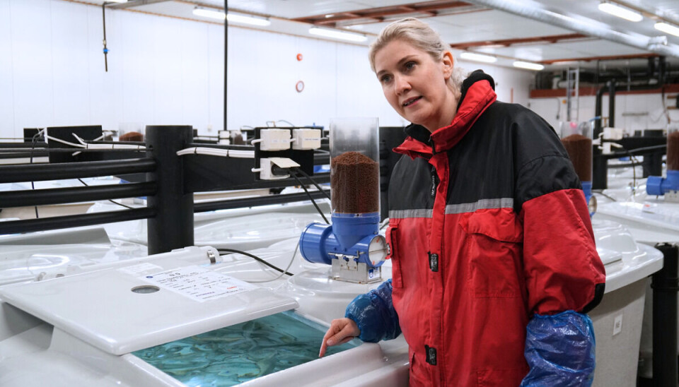 Marine scientist Monica Solberg expects that the humpback salmon hybrids won't be able to reproduce.