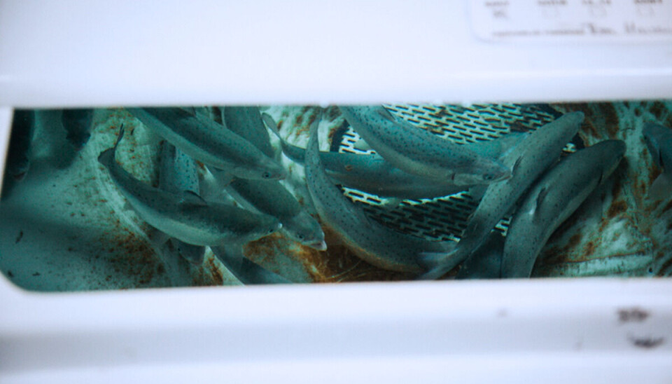 Humpback salmon hybrids were found to grow faster than regular farmed salmon, and thus more similarly to humpback salmon.