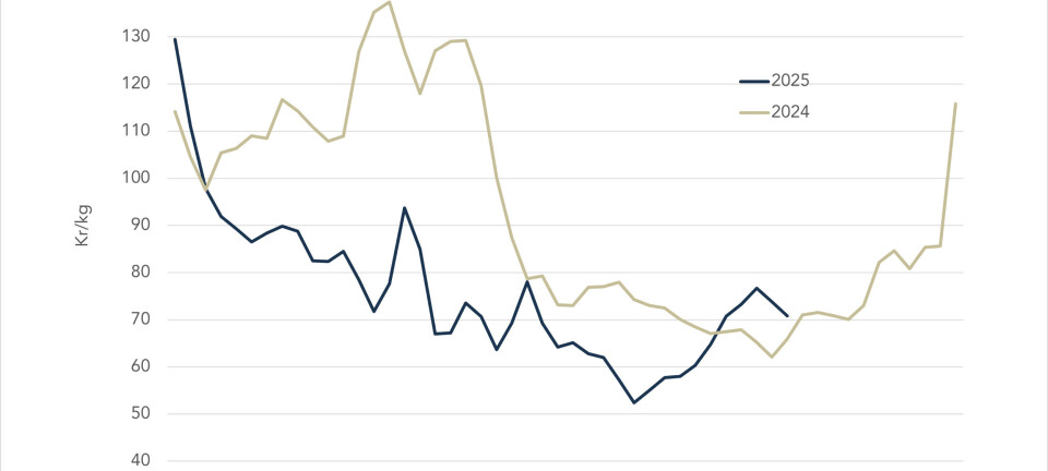 Norway salmon price falls again as export volume hits another record
