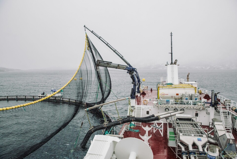 Salmon being loaded on to a wellboat.