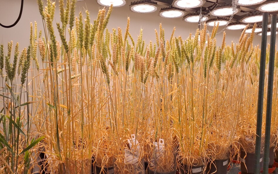 Farmed kelp is a help for wheat yield